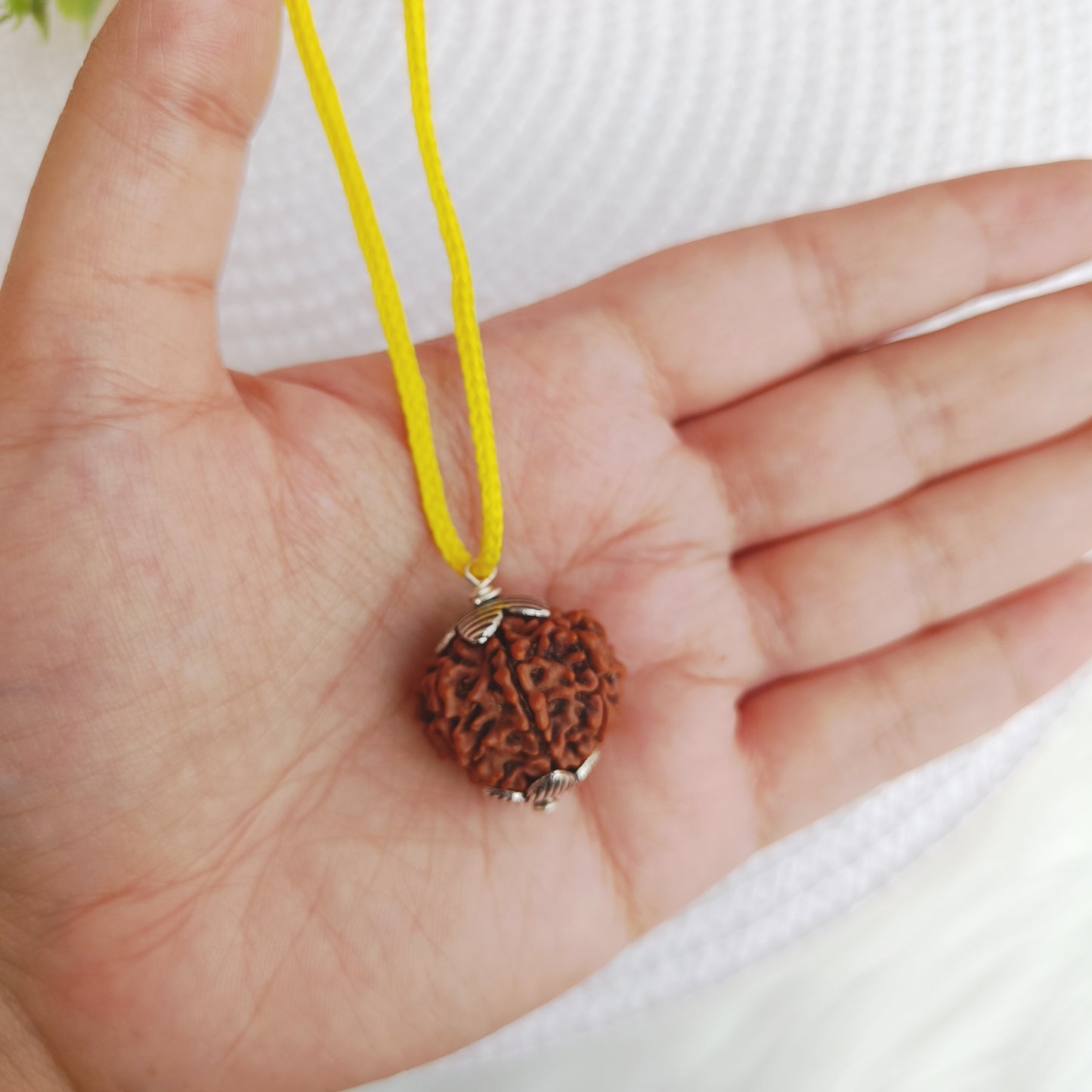 6 Mukhi Nepali Rudraksha