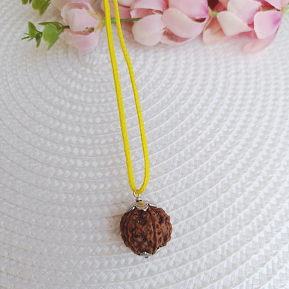 7 Mukhi Nepali Rudraksha
